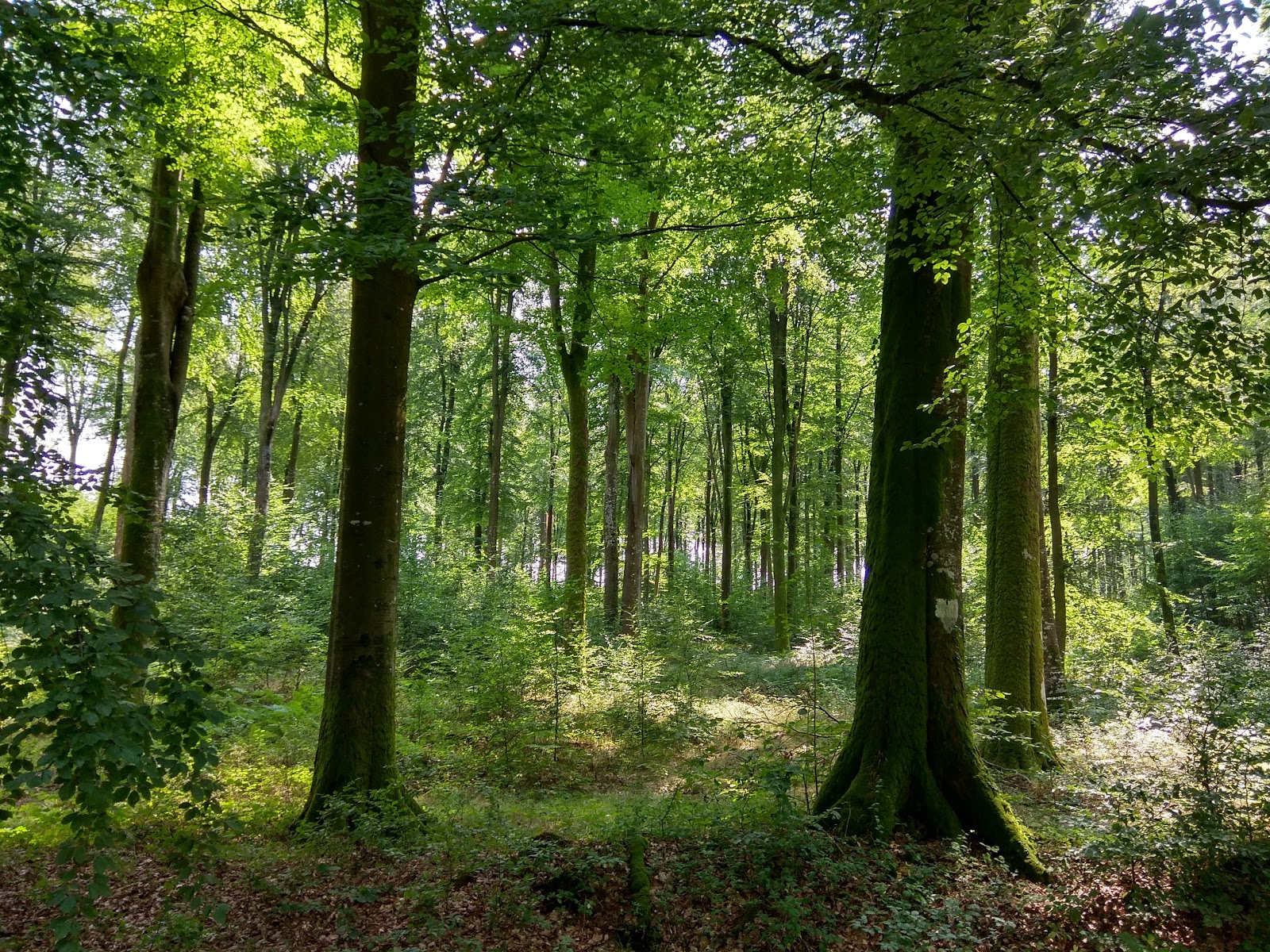 Forêt d’Eawy