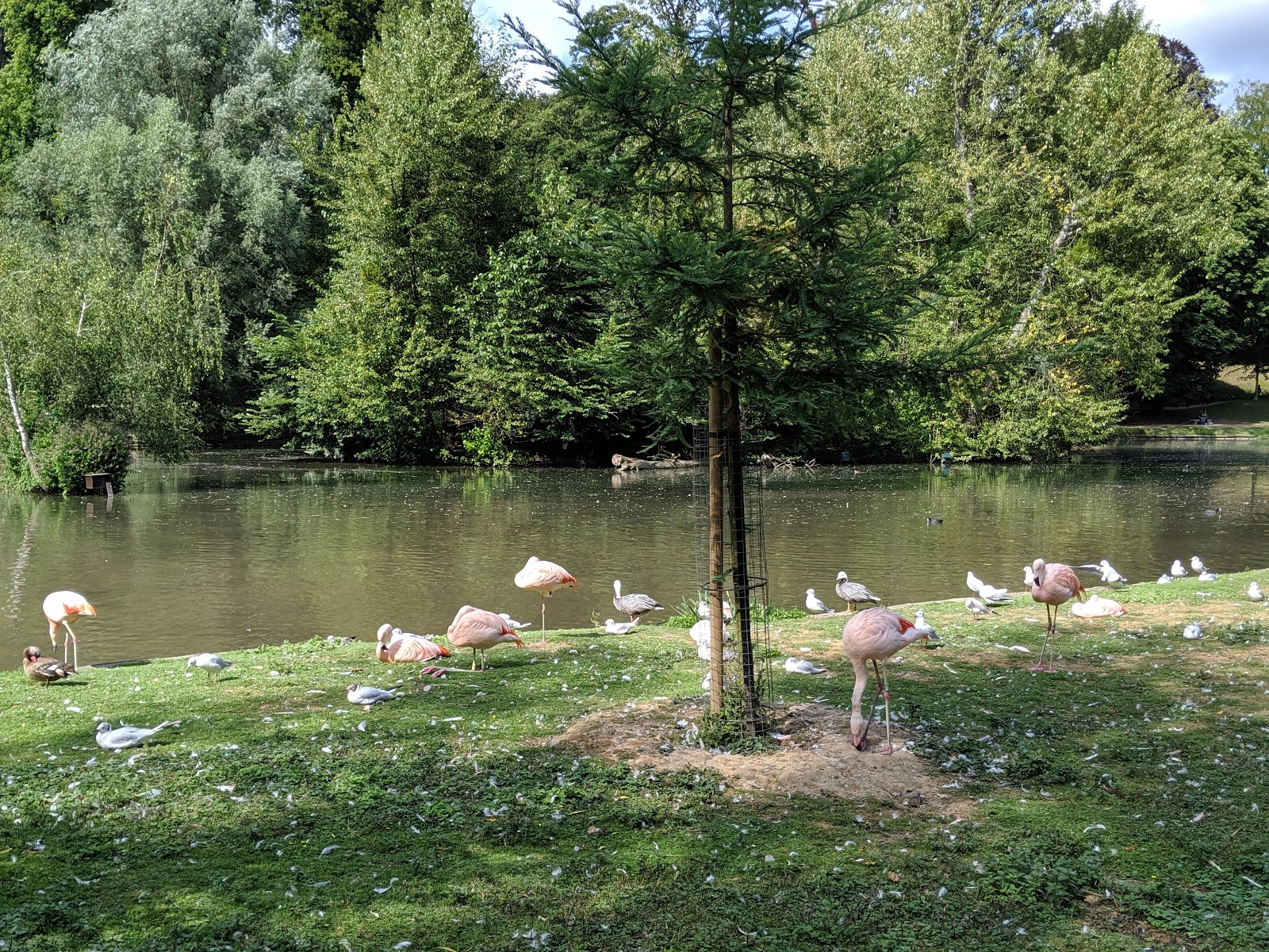 Parc de Cleres et ses flamands roses