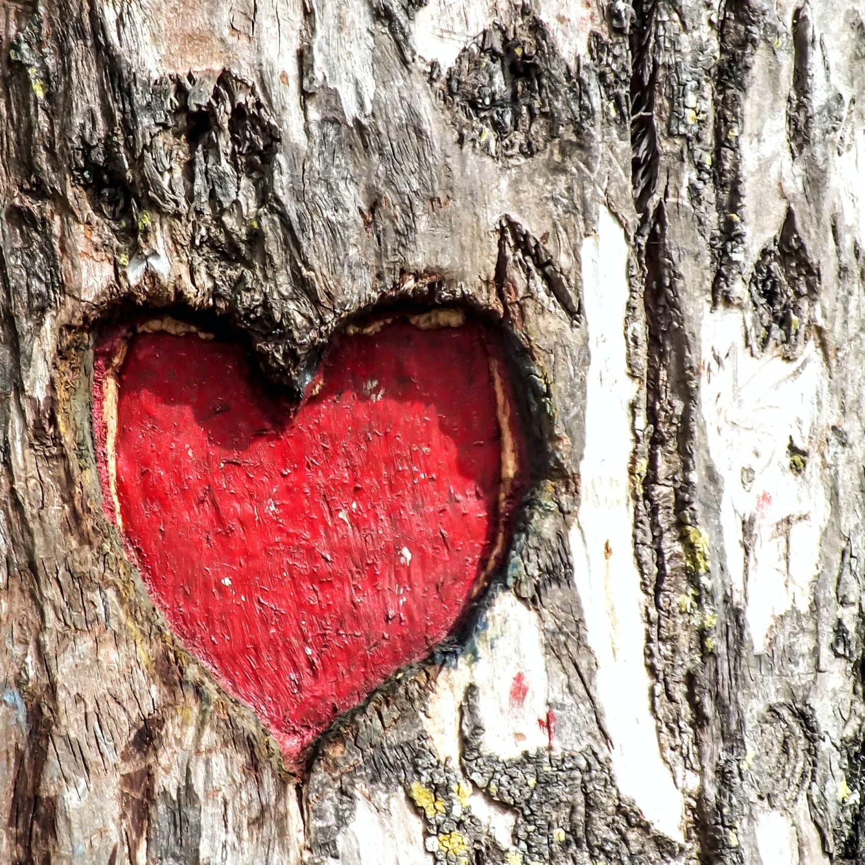 arbre gravé cœur