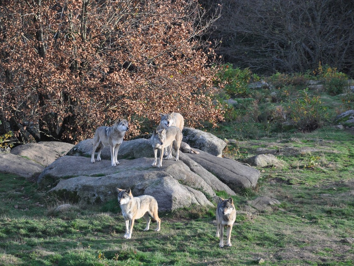 parc animalier des Monts de Guéret